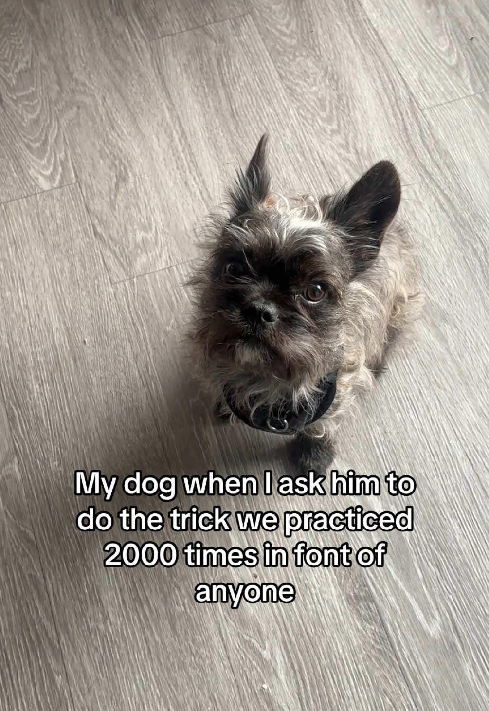 @Jasper the Frorkie