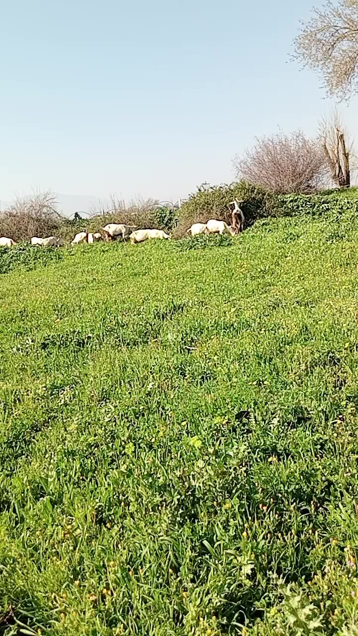 @Mustafa✔️Malçok✔️