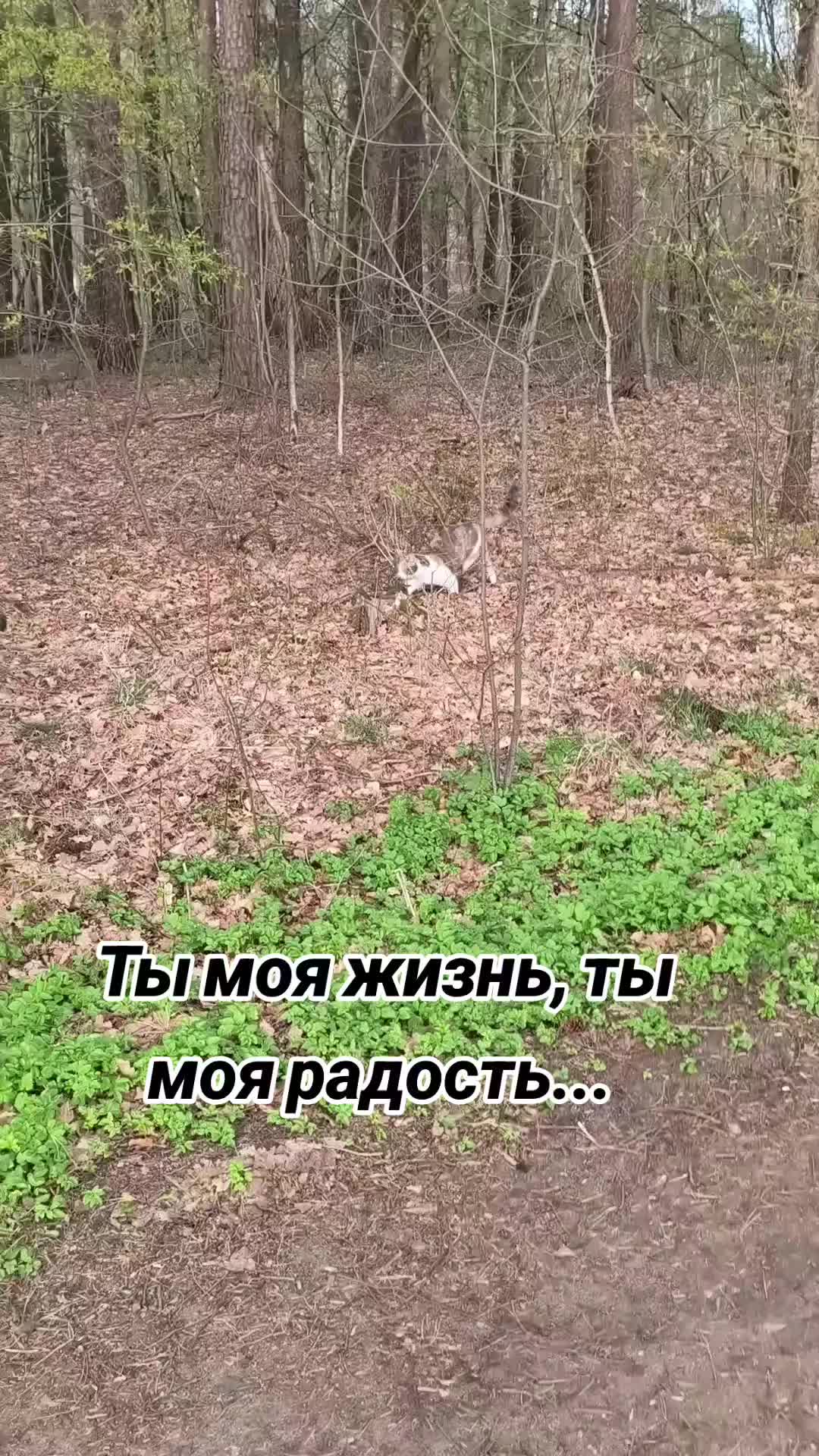 @Вл.Мел.89 🎶 Wladimir. M