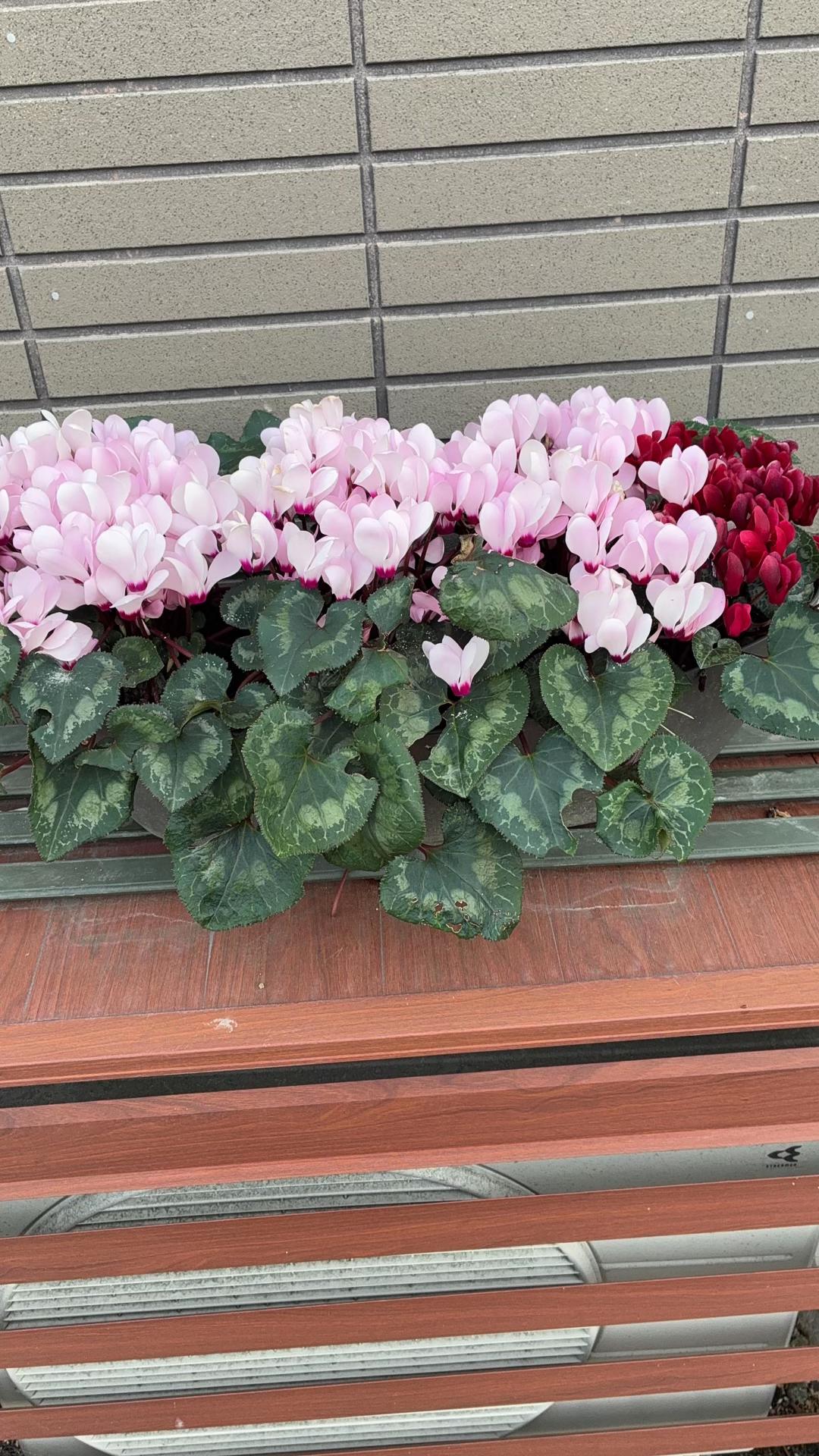 @ゴロゴロ