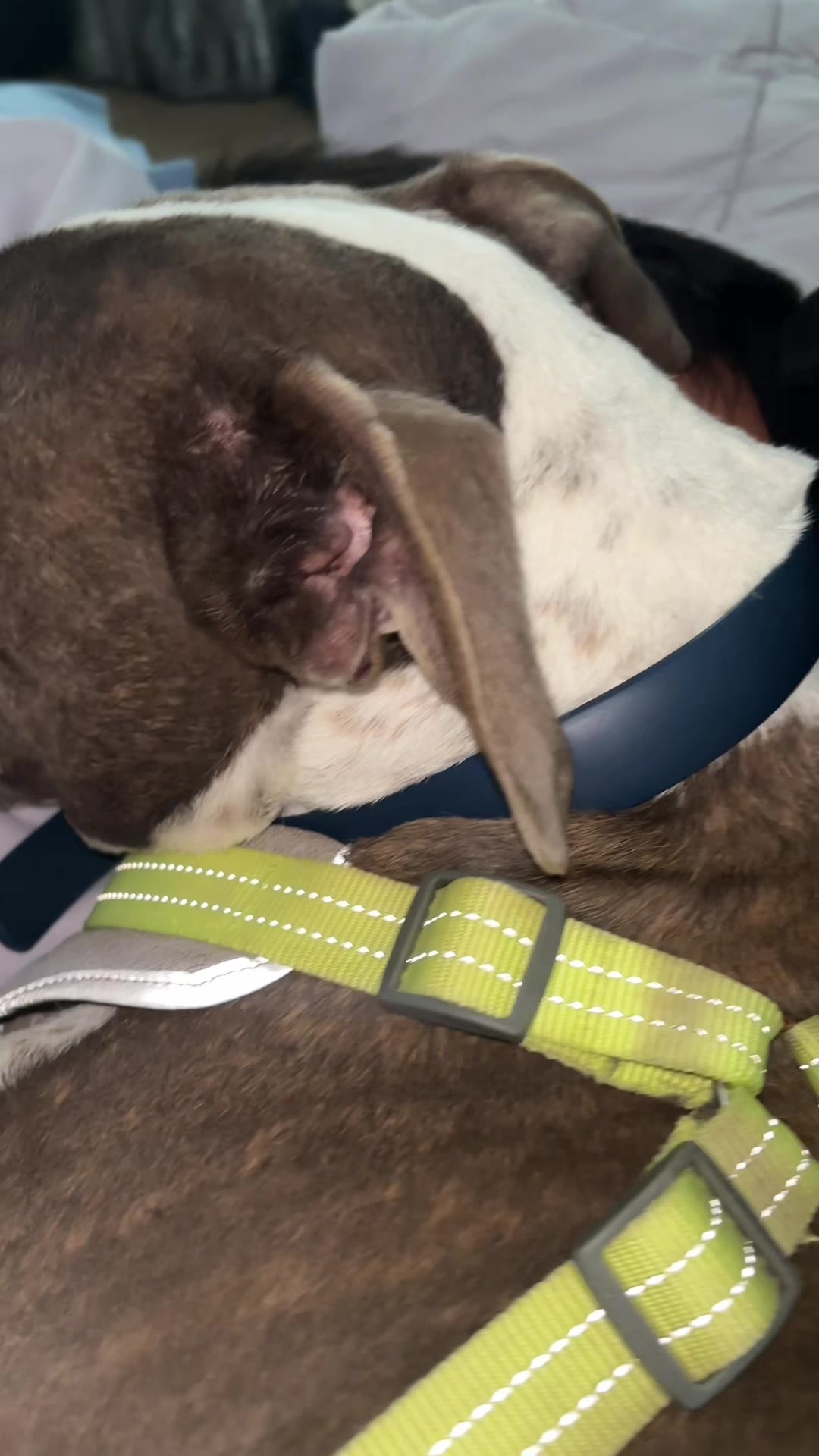 @caponethepitty