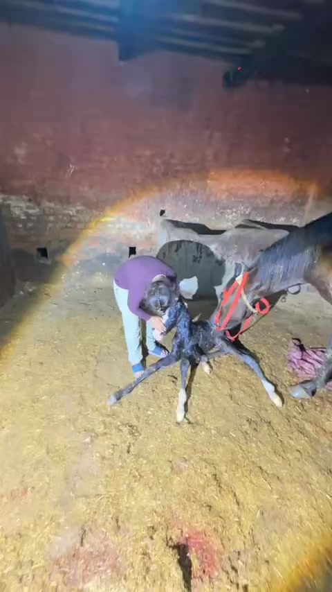 @B² Stud Farm🇮🇳🐎🇨🇦