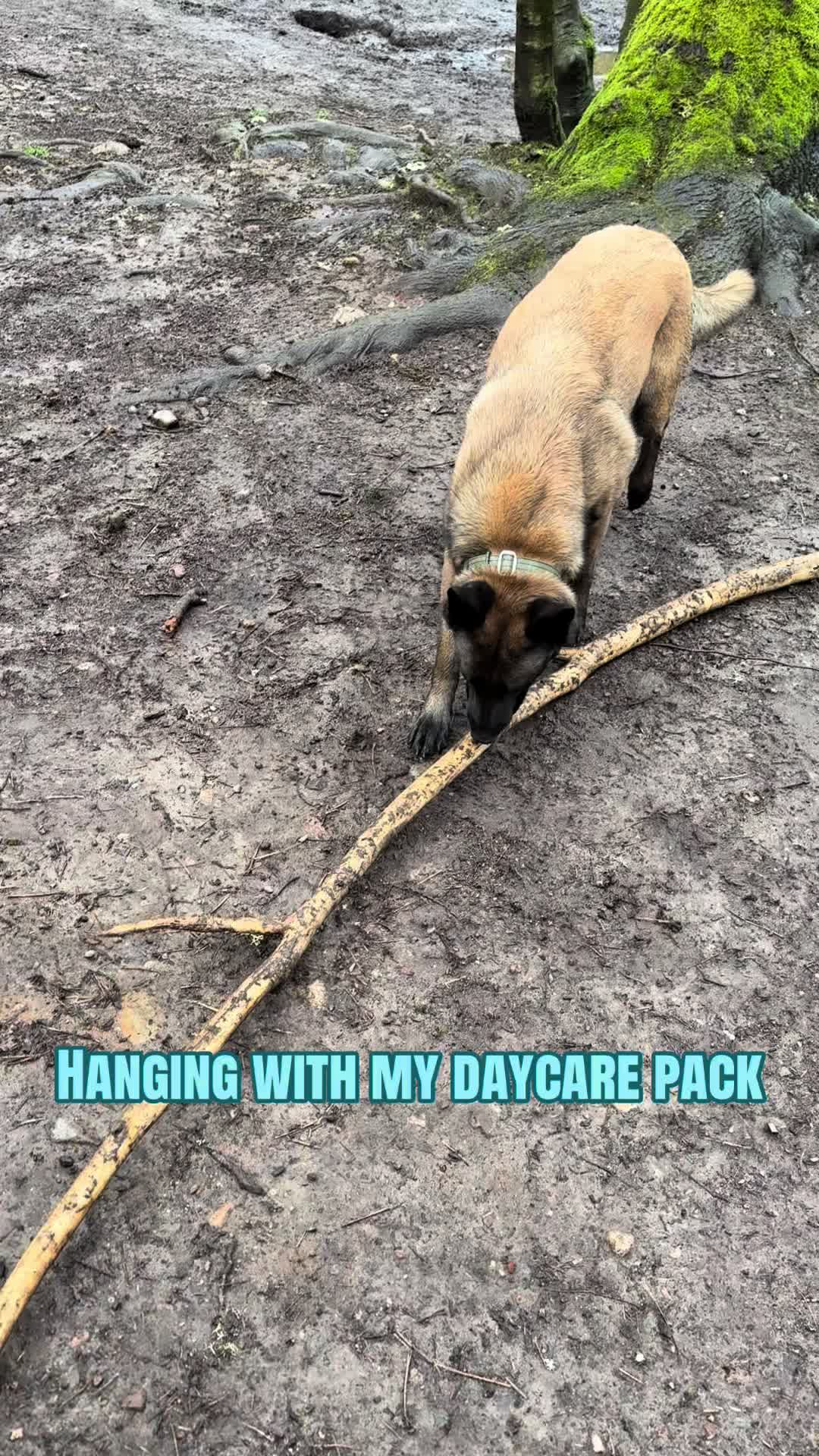 @Derpydogbus