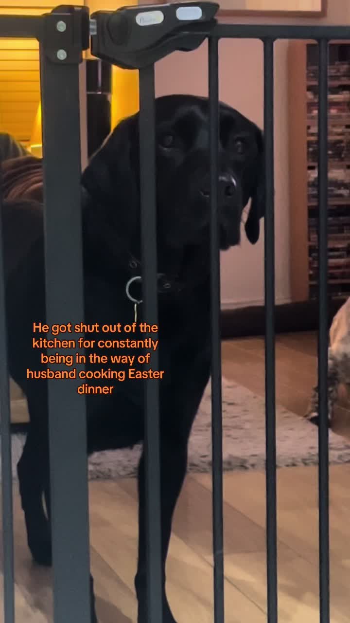 @Janey,Harley&Woody😊🐶🐶