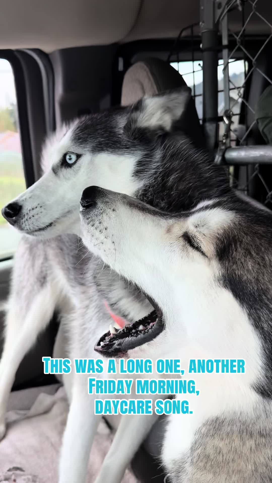@Derpydogbus