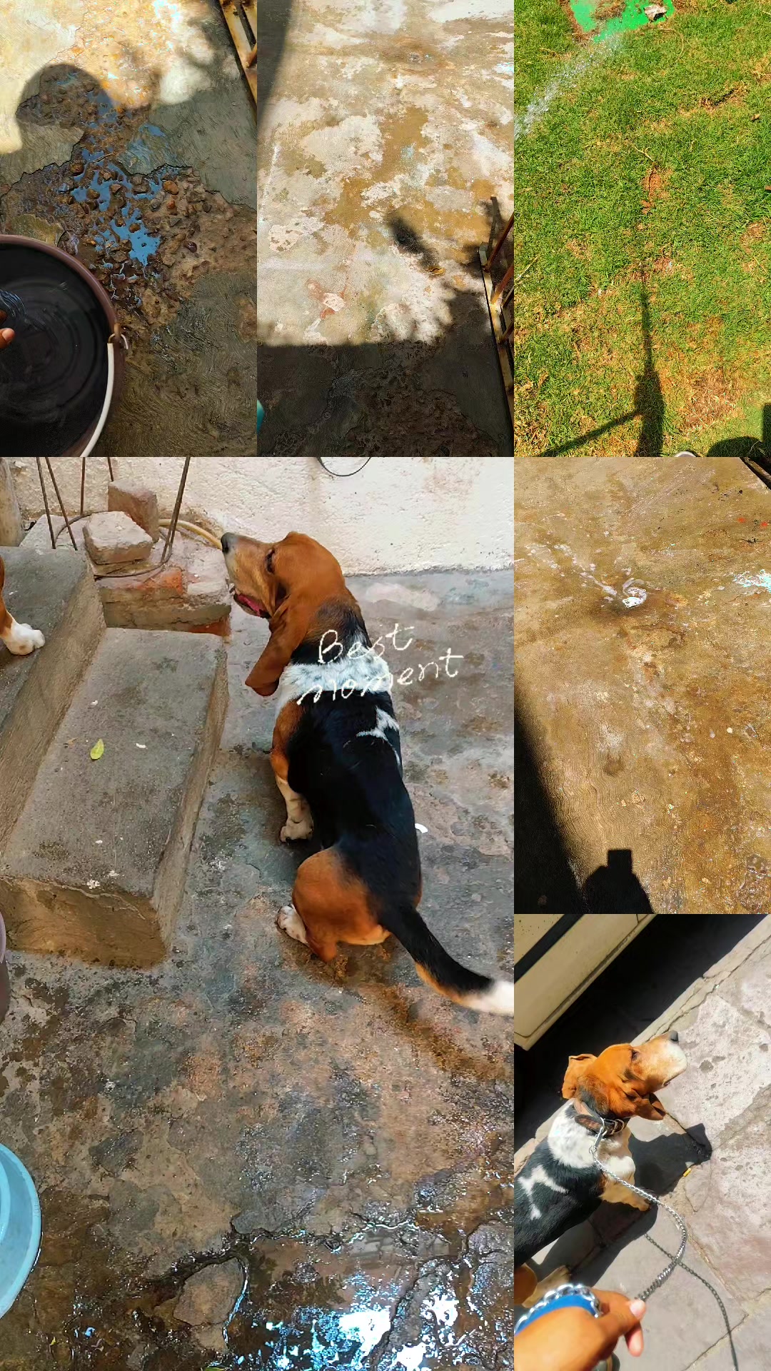 @DogWalkZacatecas♥️🐕🦺🌟
