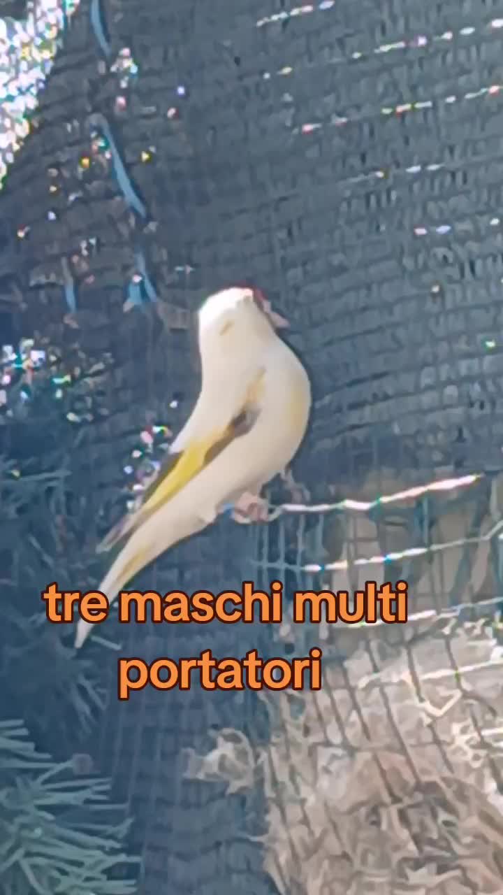 @Leonardo Dellacorte