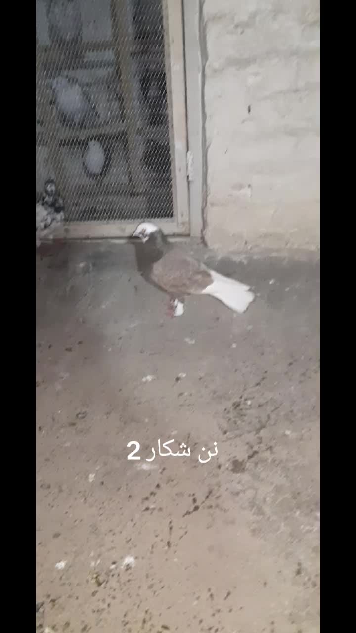 @chamanjanshoukmallroade