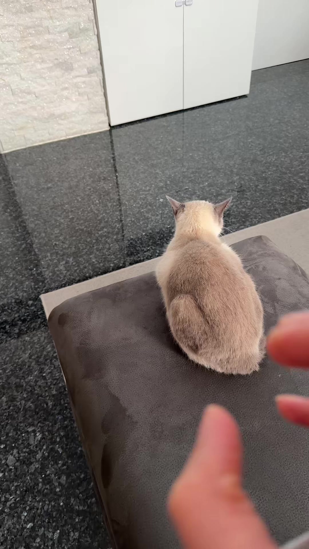@TugbasCats
