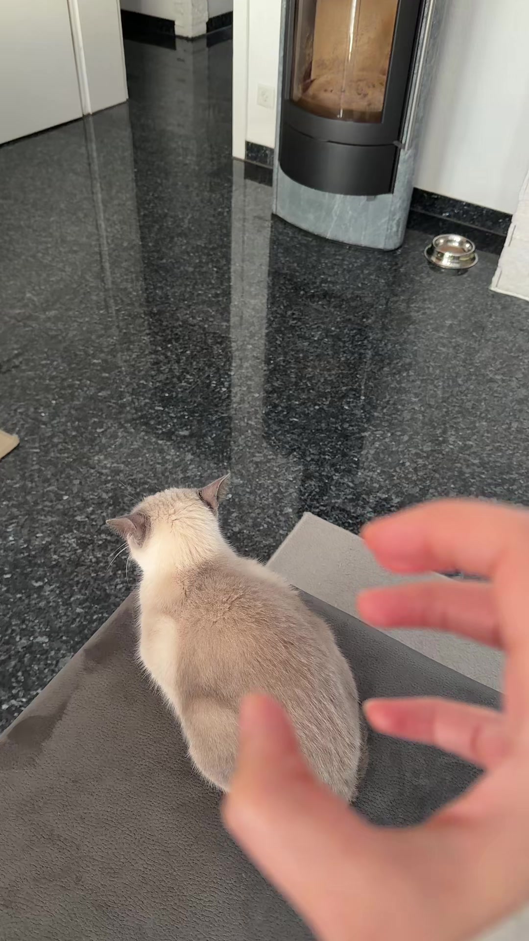 @TugbasCats