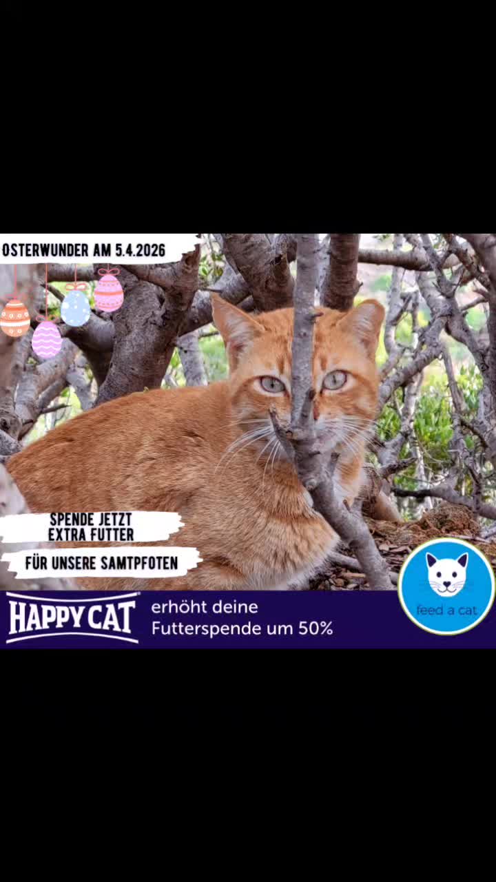 @🐱Hand_in_hand_for_animals🐱
