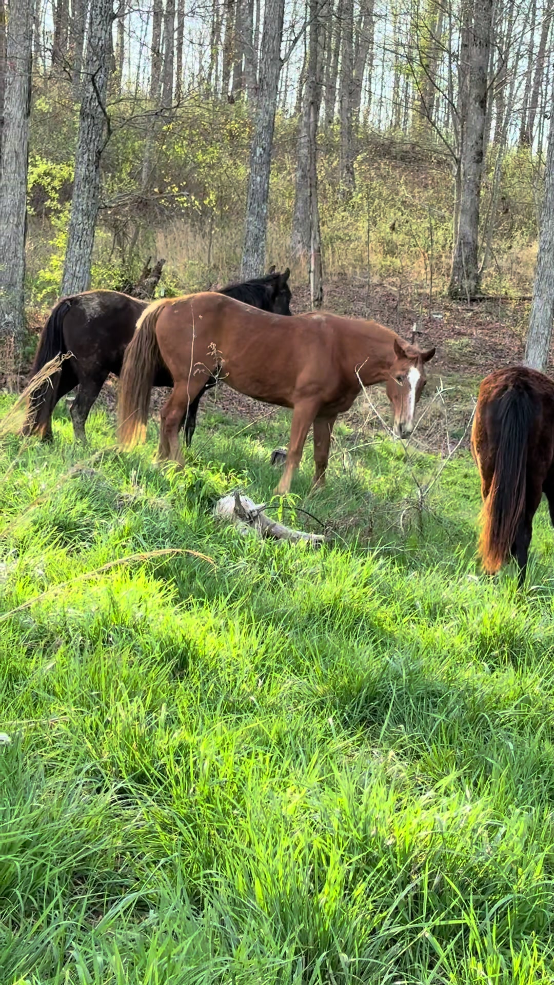 @EightyDollarStables