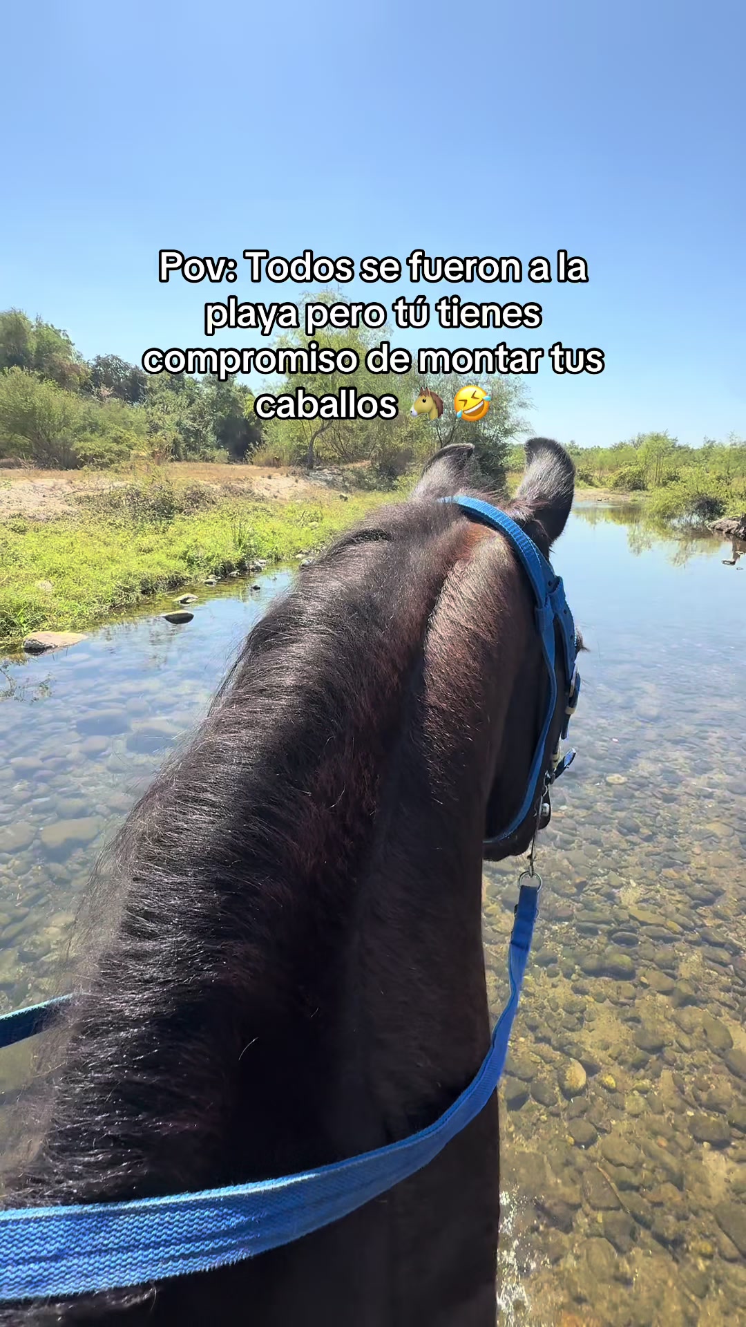@reydelcaballo.gt