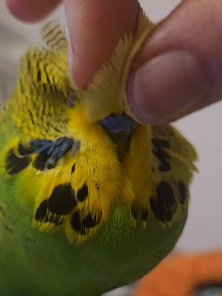 @Run Slow-Mo Charlie🦜