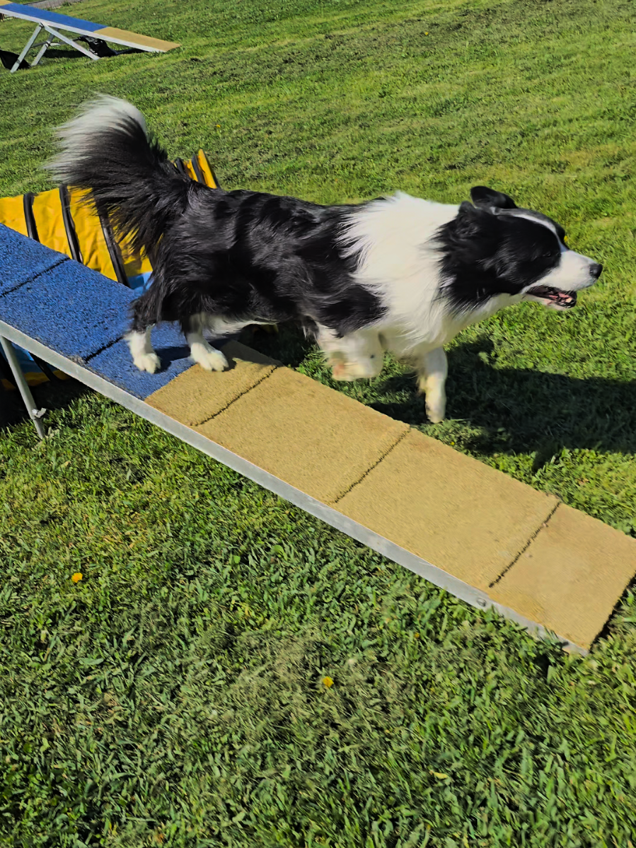 @Yoshi Border Collie