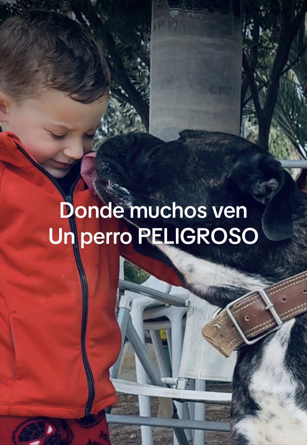 @Cane&ensp;Corso&ensp;Domus&ensp;Targaryen