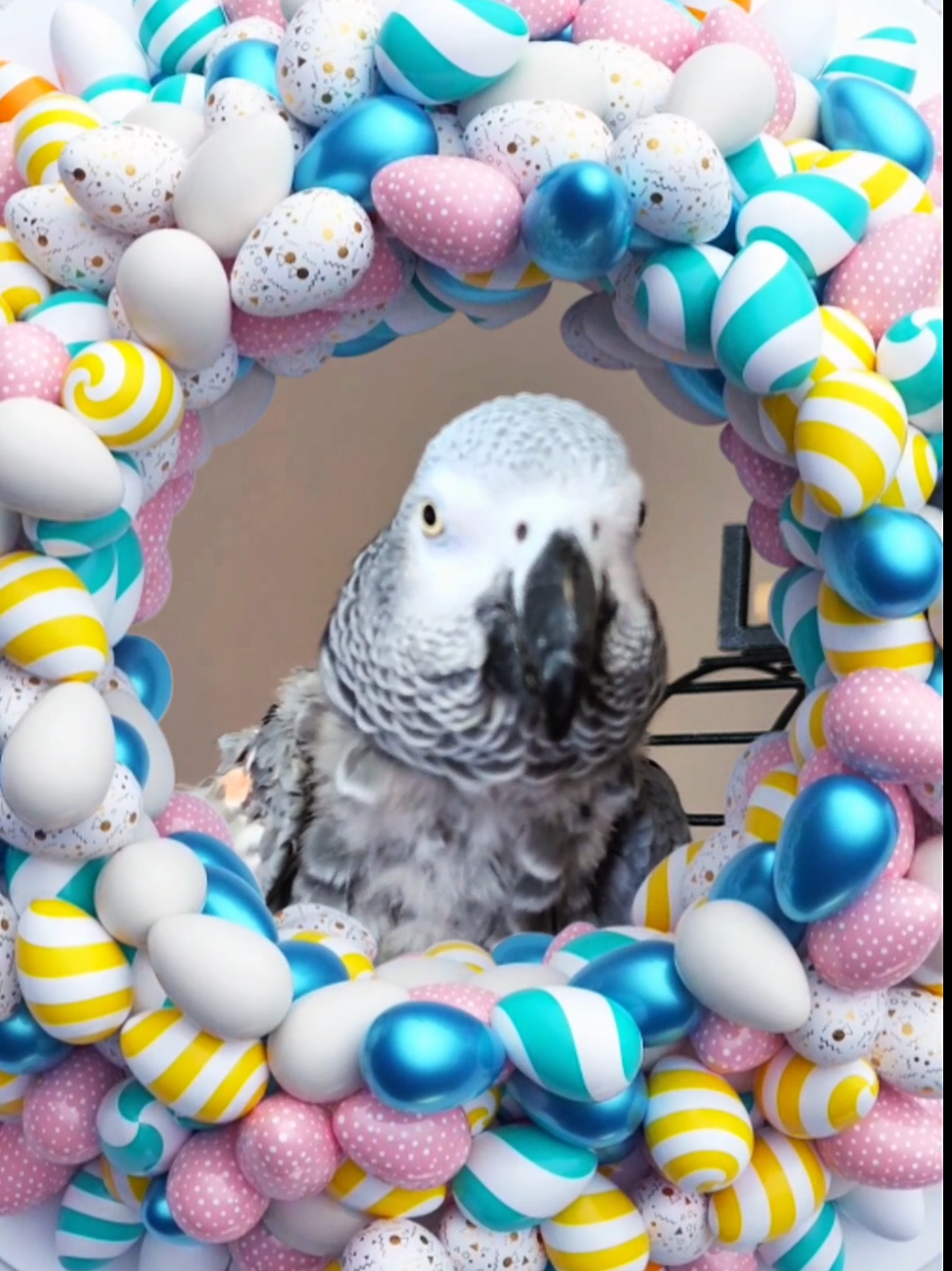 @Cosmothefunnyparrot