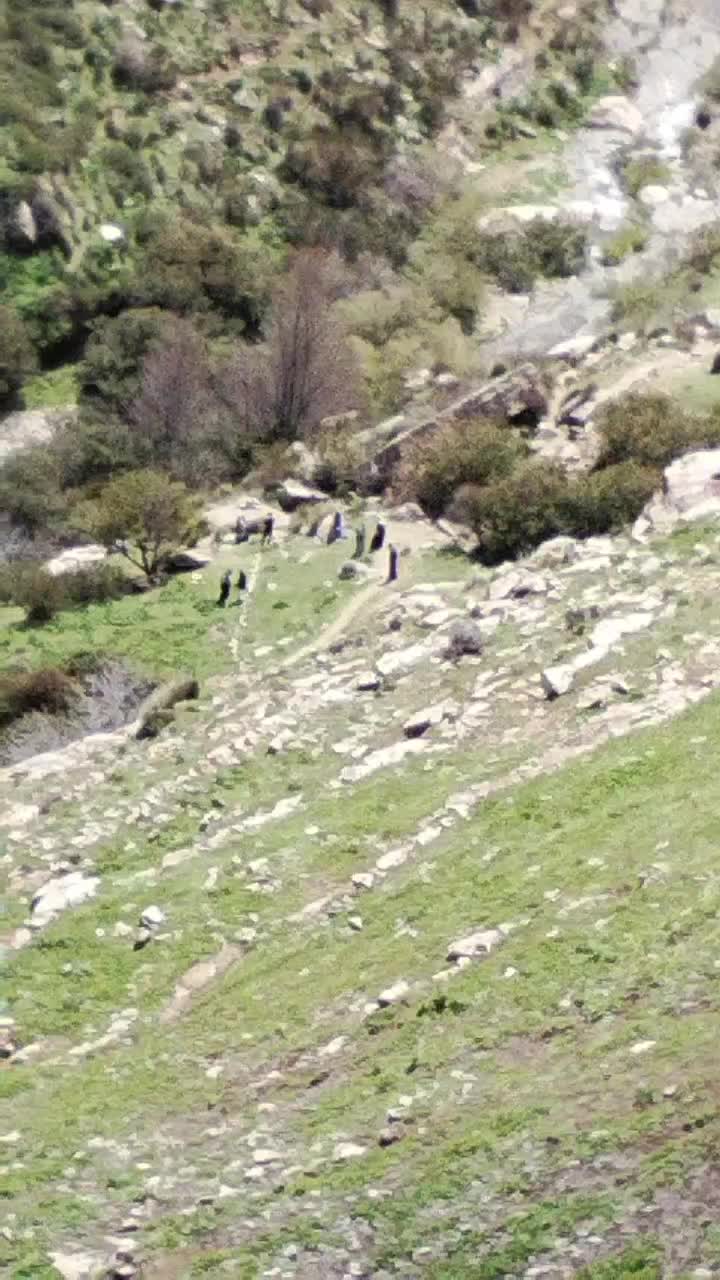 @جمال بالعباسي