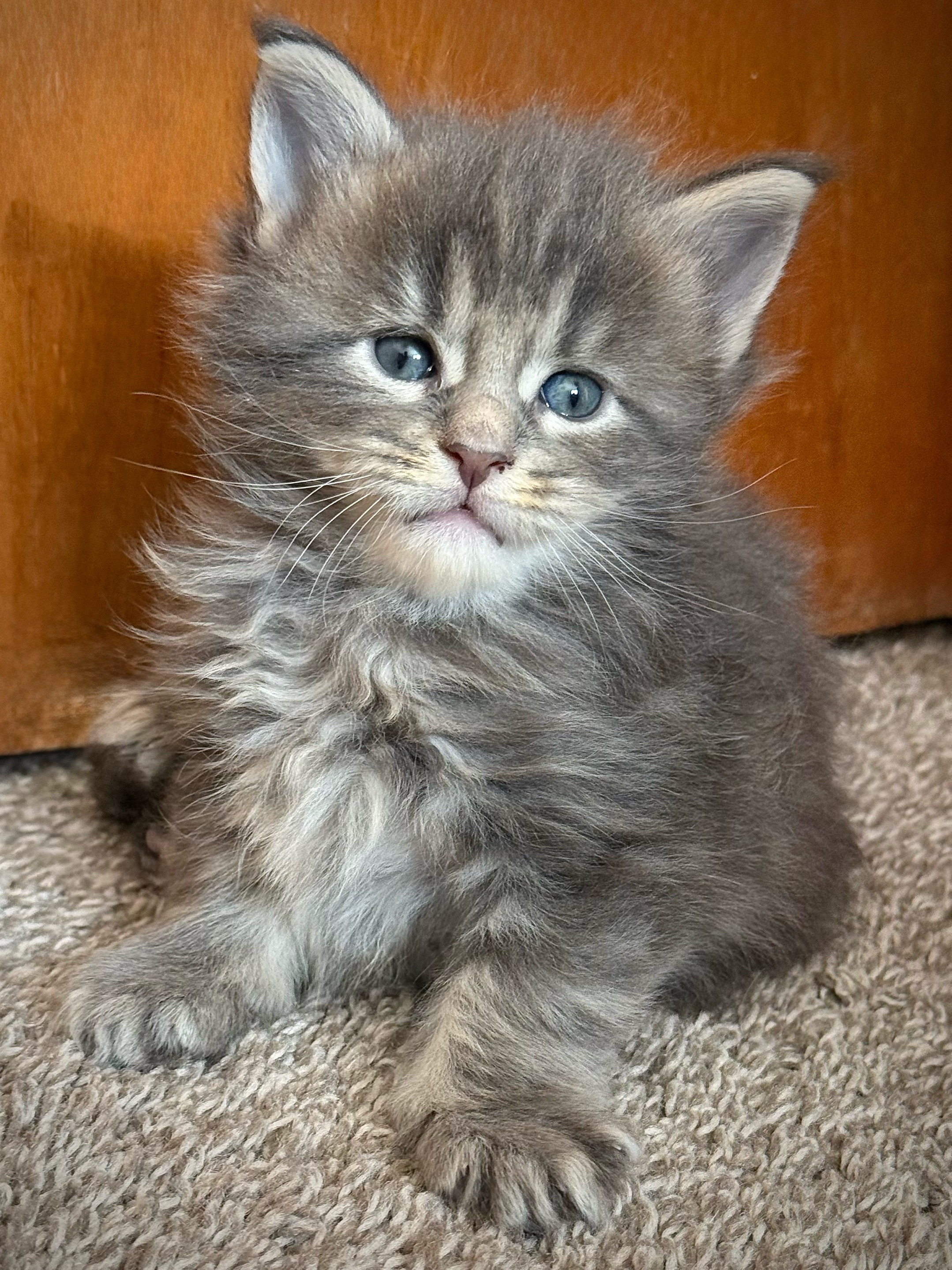 @MidwestGiantsMaineCoonCattery