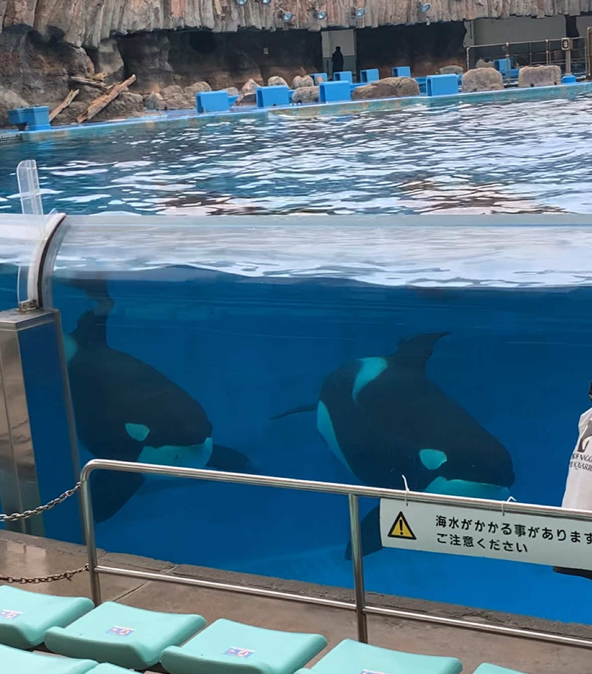 @ｼｬﾁﾌｧﾝ