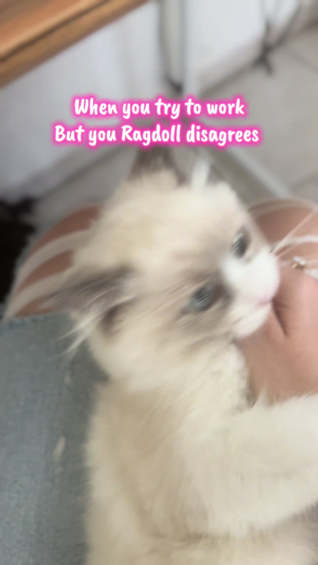 @Miley the Ragdall and me