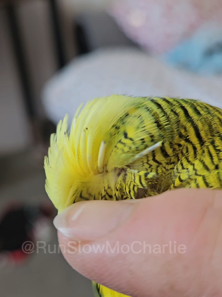 @Run Slow-Mo Charlie🦜