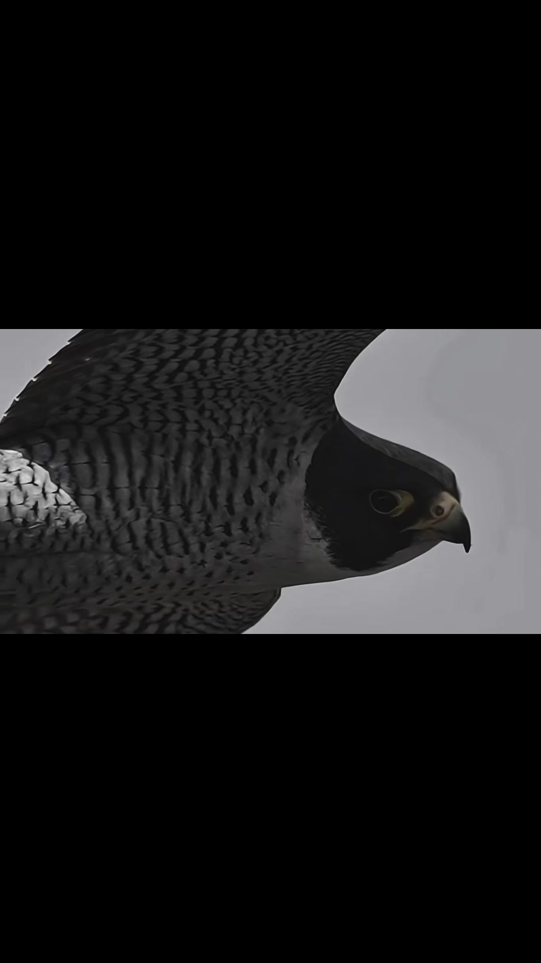 @𝐚𝐯𝐚