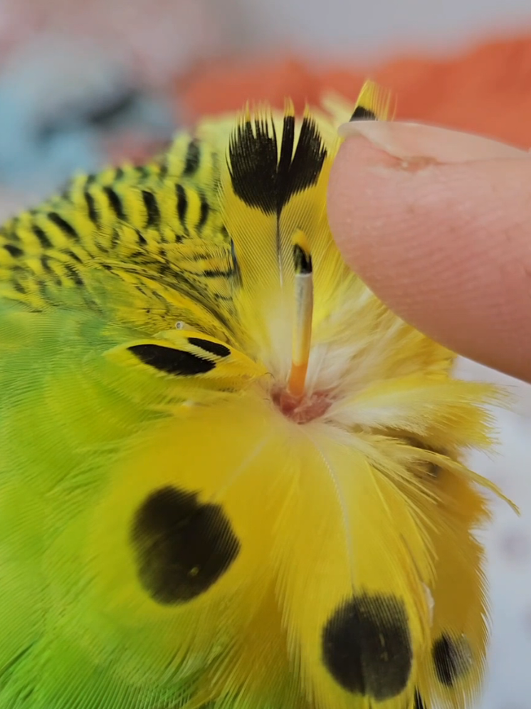 @Run Slow-Mo Charlie🦜