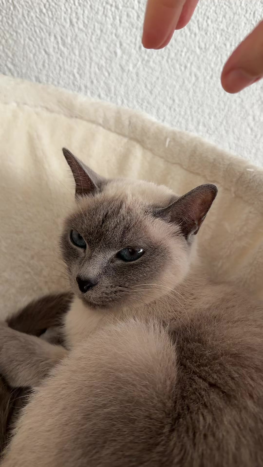 @TugbasCats