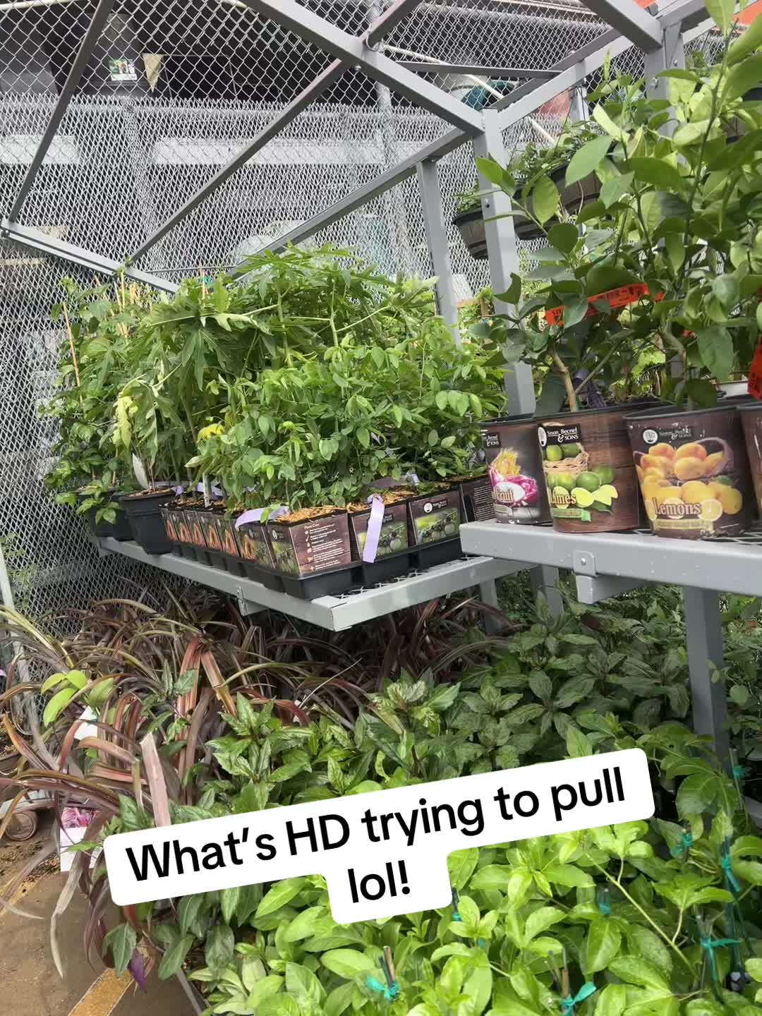 @High Maintenance Botanist