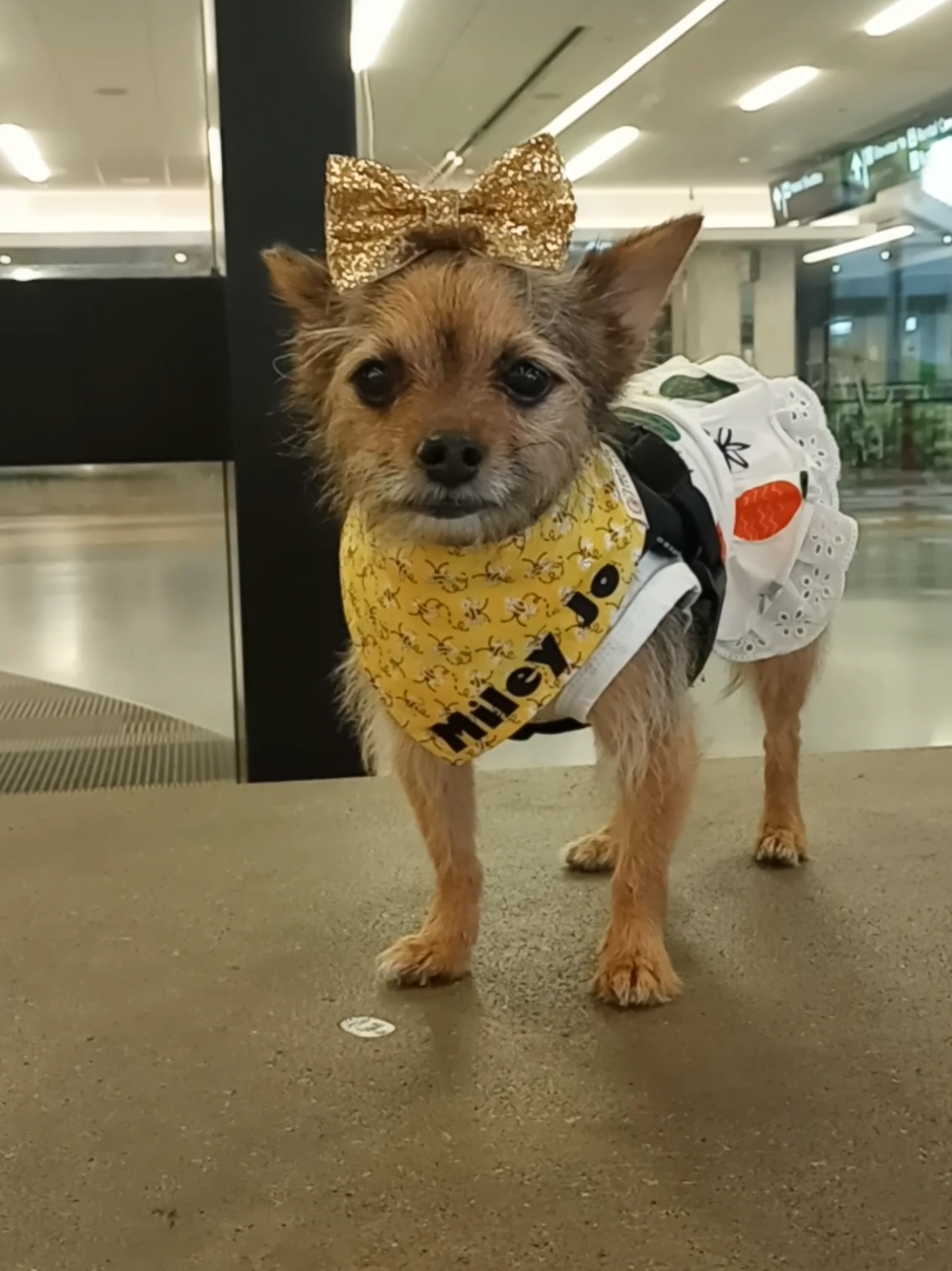 @Miley Jo the Chorkie