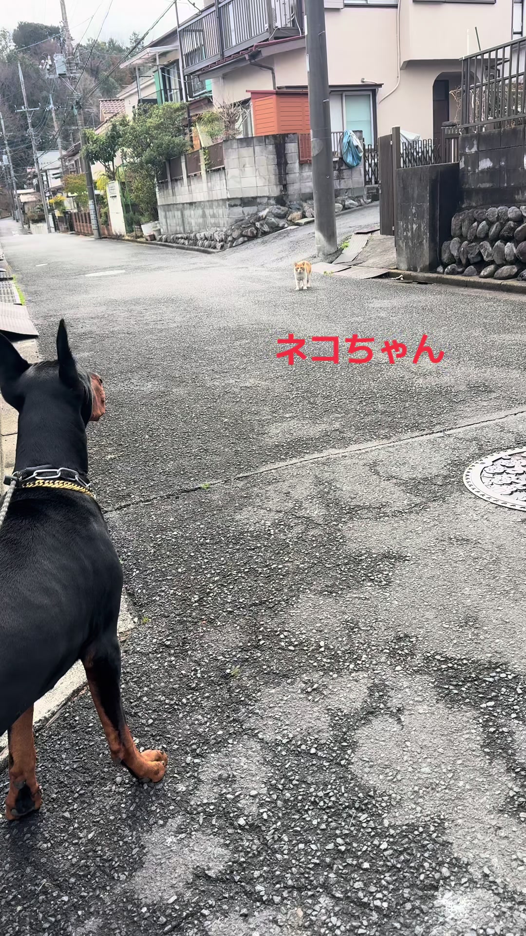 @シオン