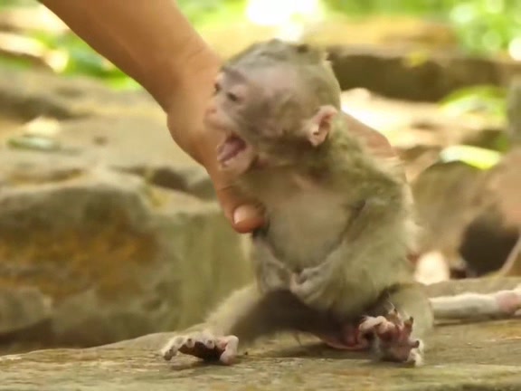 @Asian Macaques