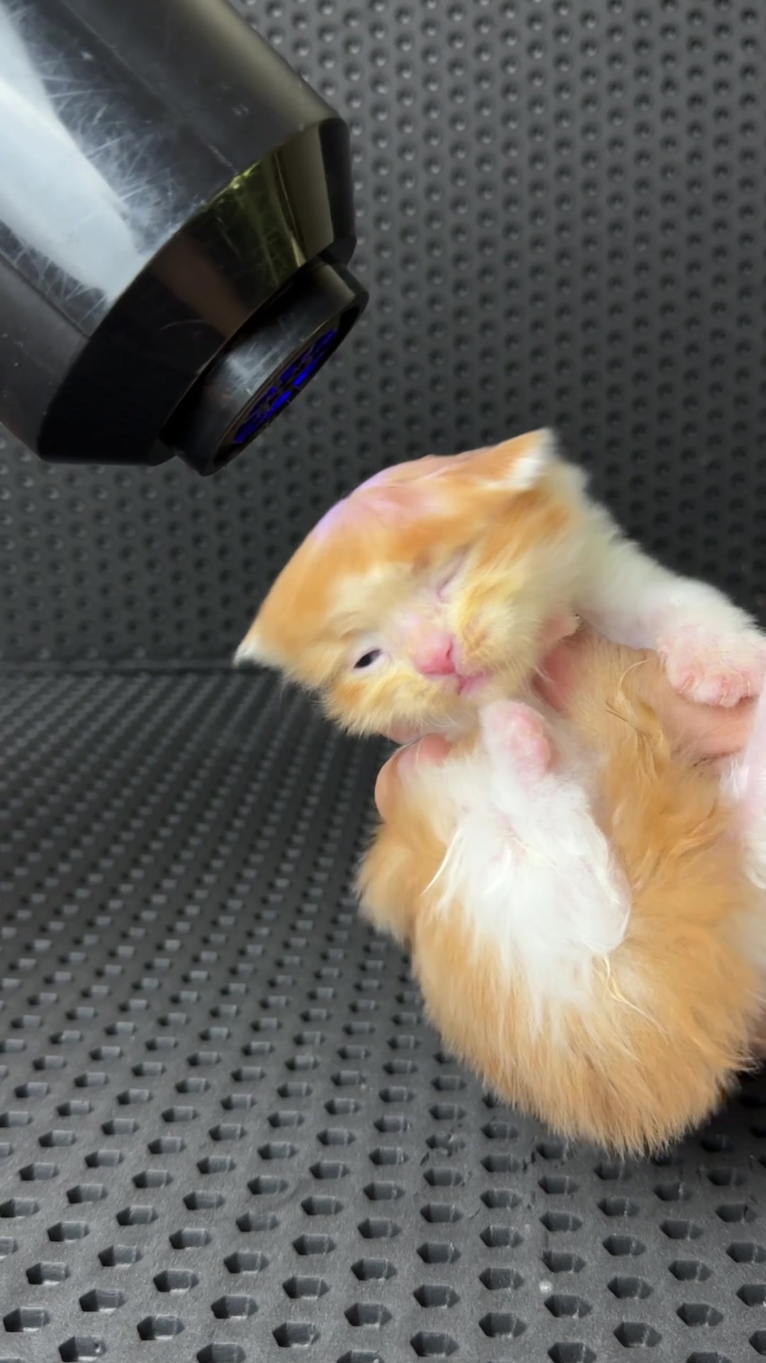@Republic Of Cat