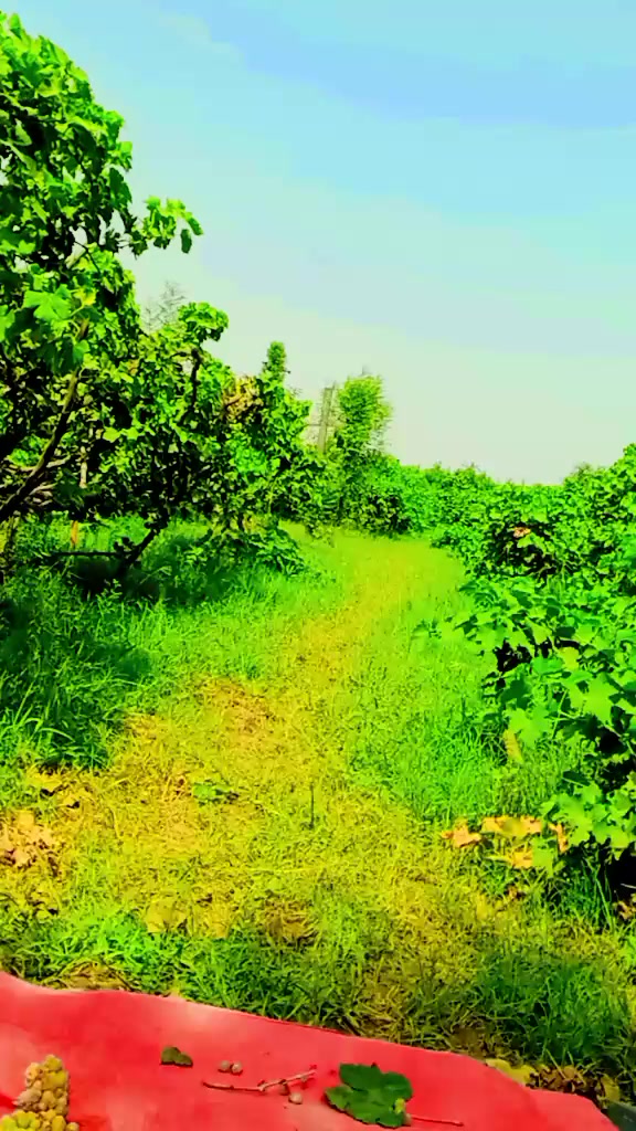 @Subhan Ali Meerani
