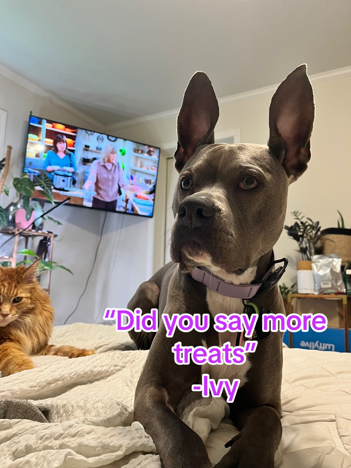 @Ivy the pitty
