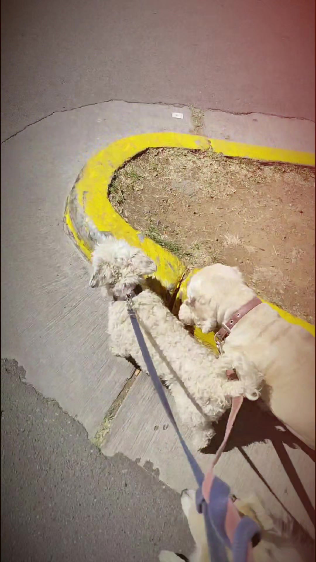 @DogWalkZacatecas♥️🐕🦺🌟