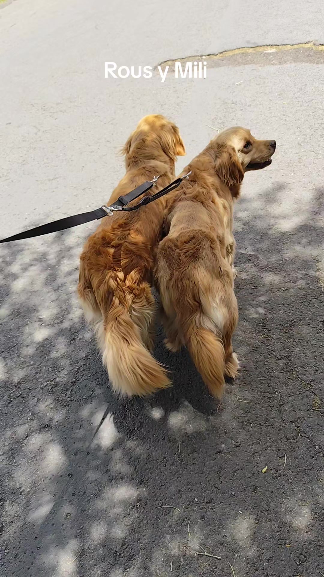 @DogWalkZacatecas♥️🐕🦺🌟