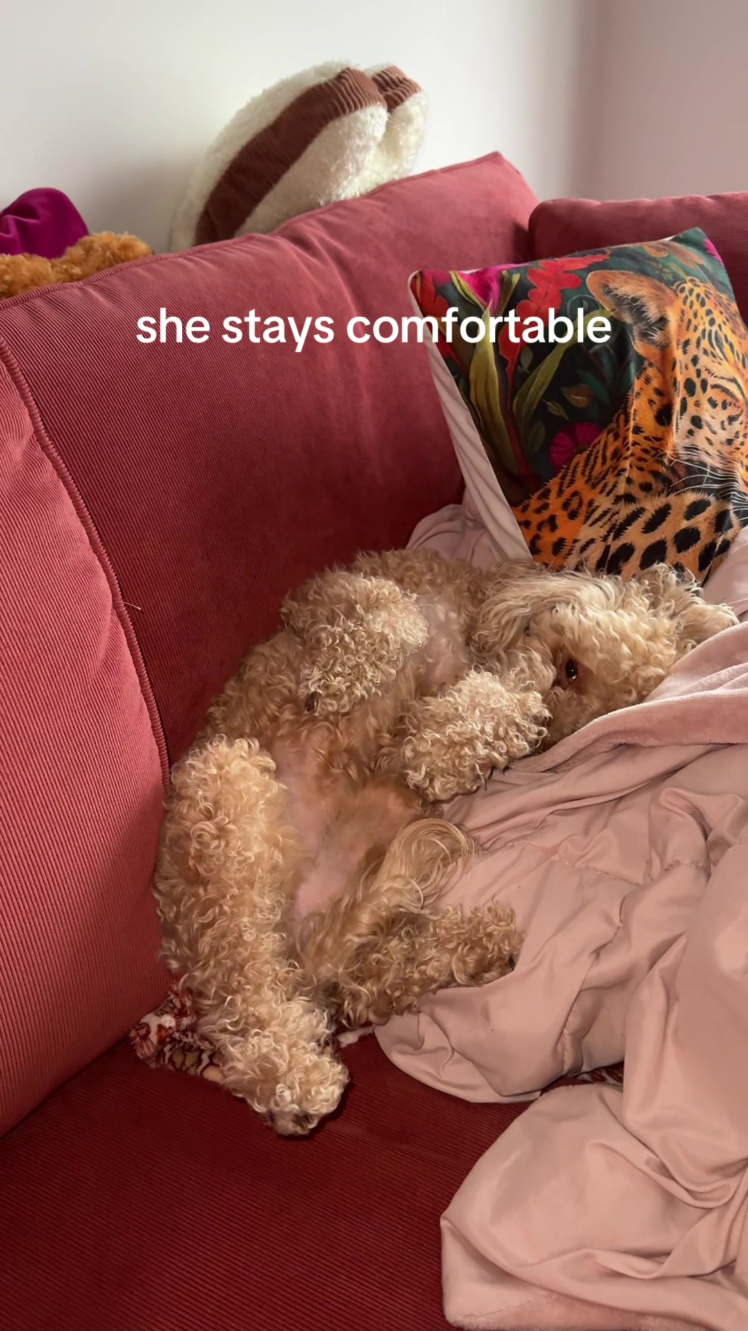 @Angel & Halo: Shepsky & Poodle