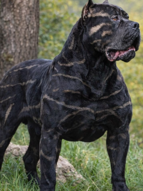 @Doggy Discovery