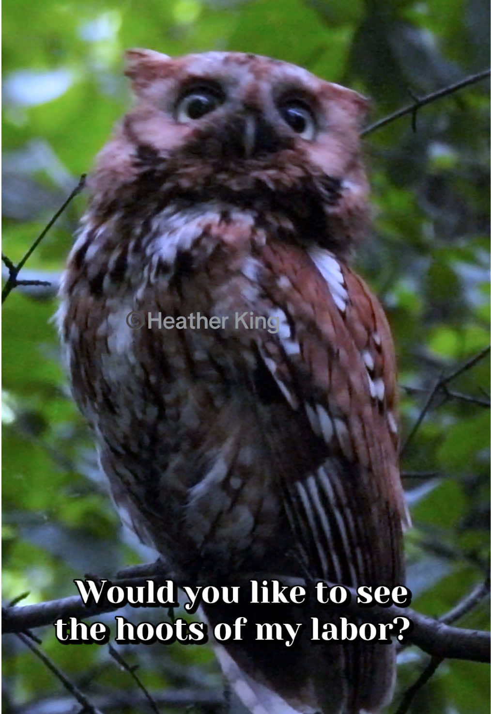 @Theeowlqueen🇨🇦