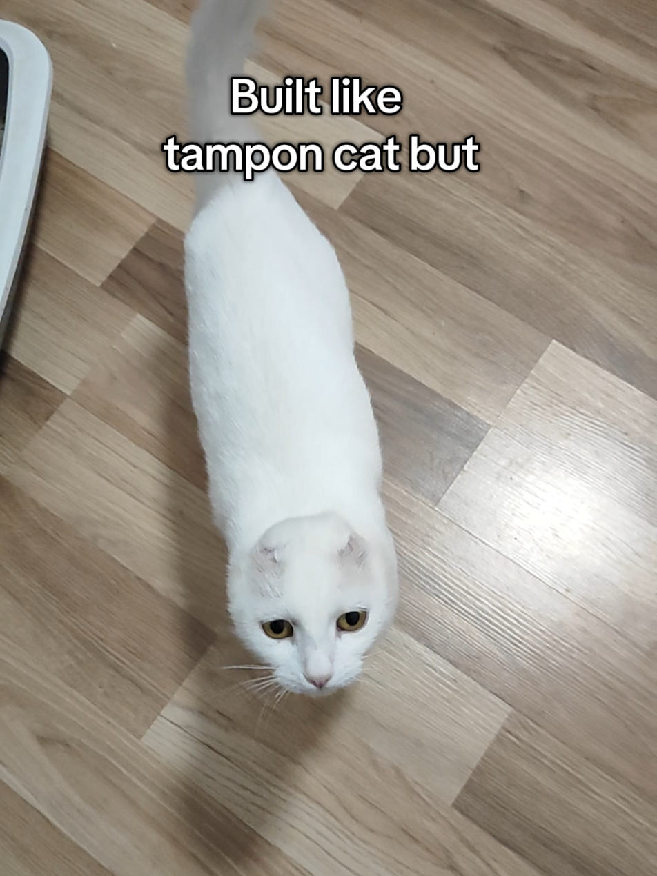 @Fluffy - the persian cat
