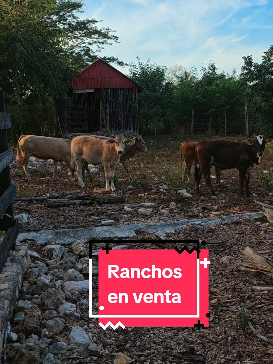 @Jose Chein - Bienes Raices