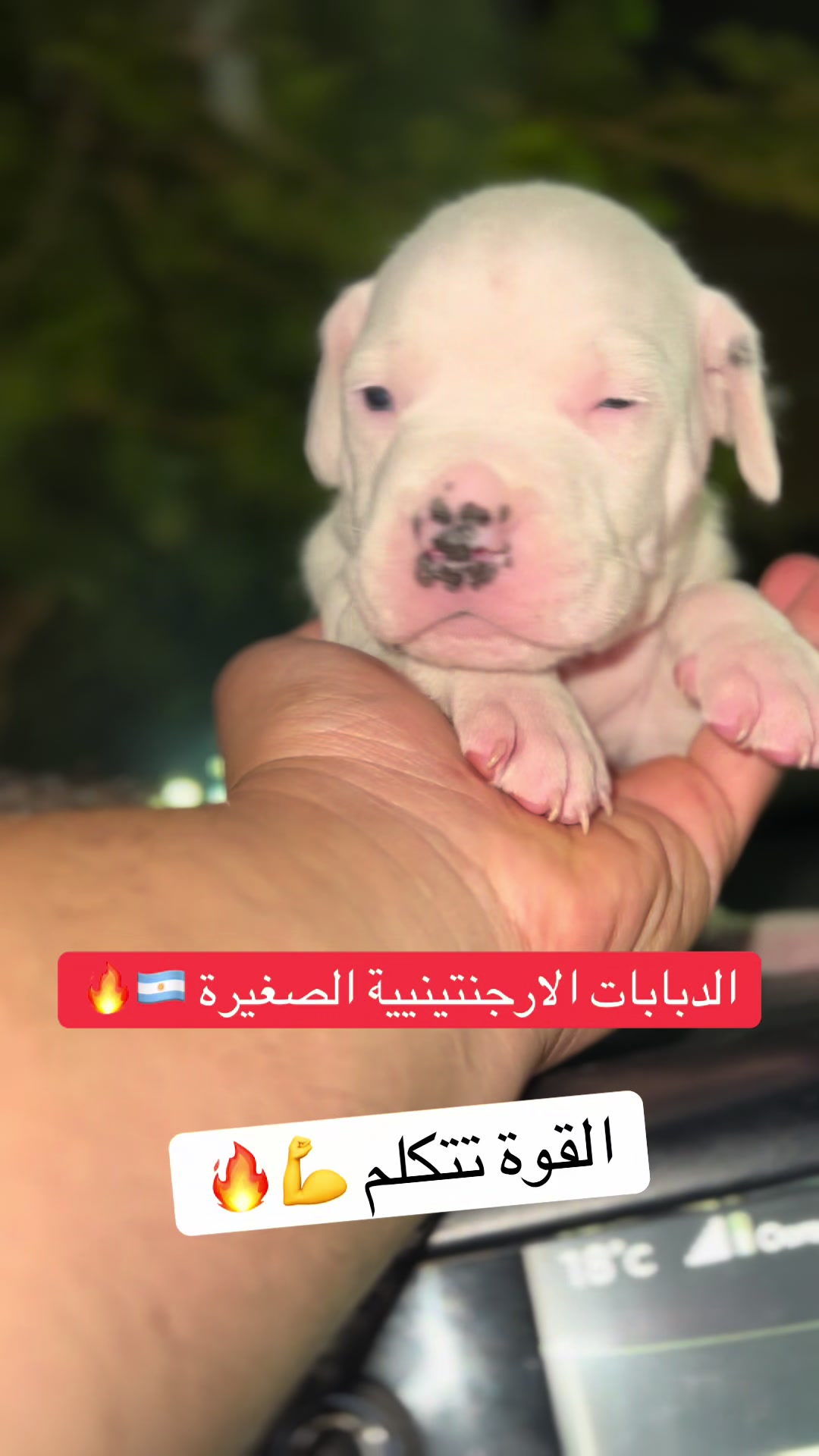 @عصابة كلاب الدوڨو&البيتبول🔥