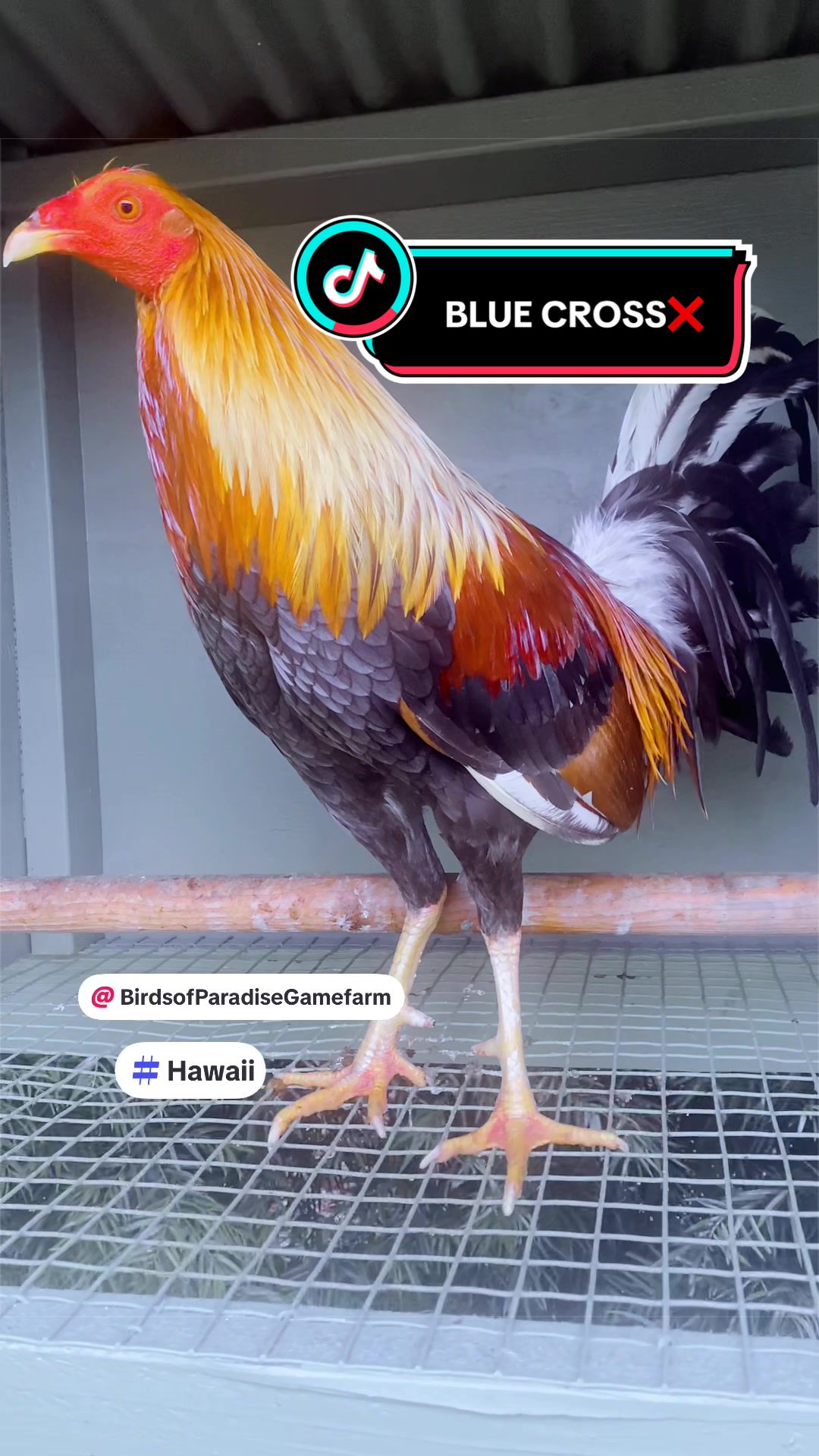 @Birds of Paradise Gamefarm