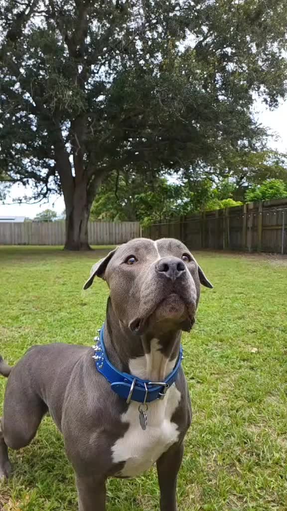 @Just Loko 🐶🐕😍