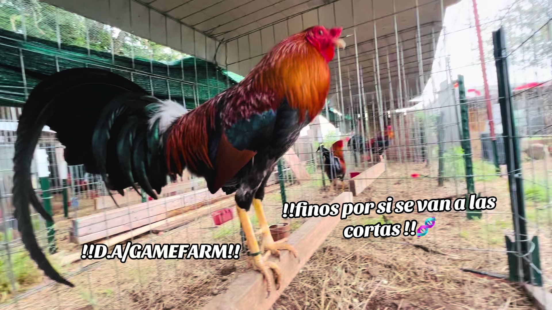 @DAgamefarm