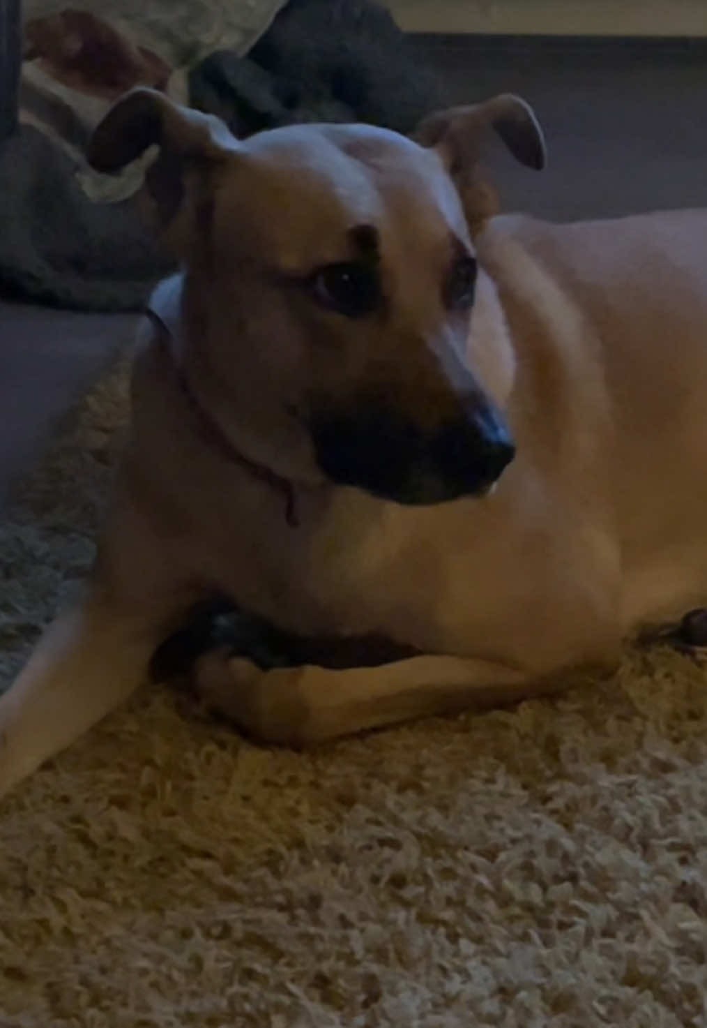 @Roxie the Dog🩷🐶🐾