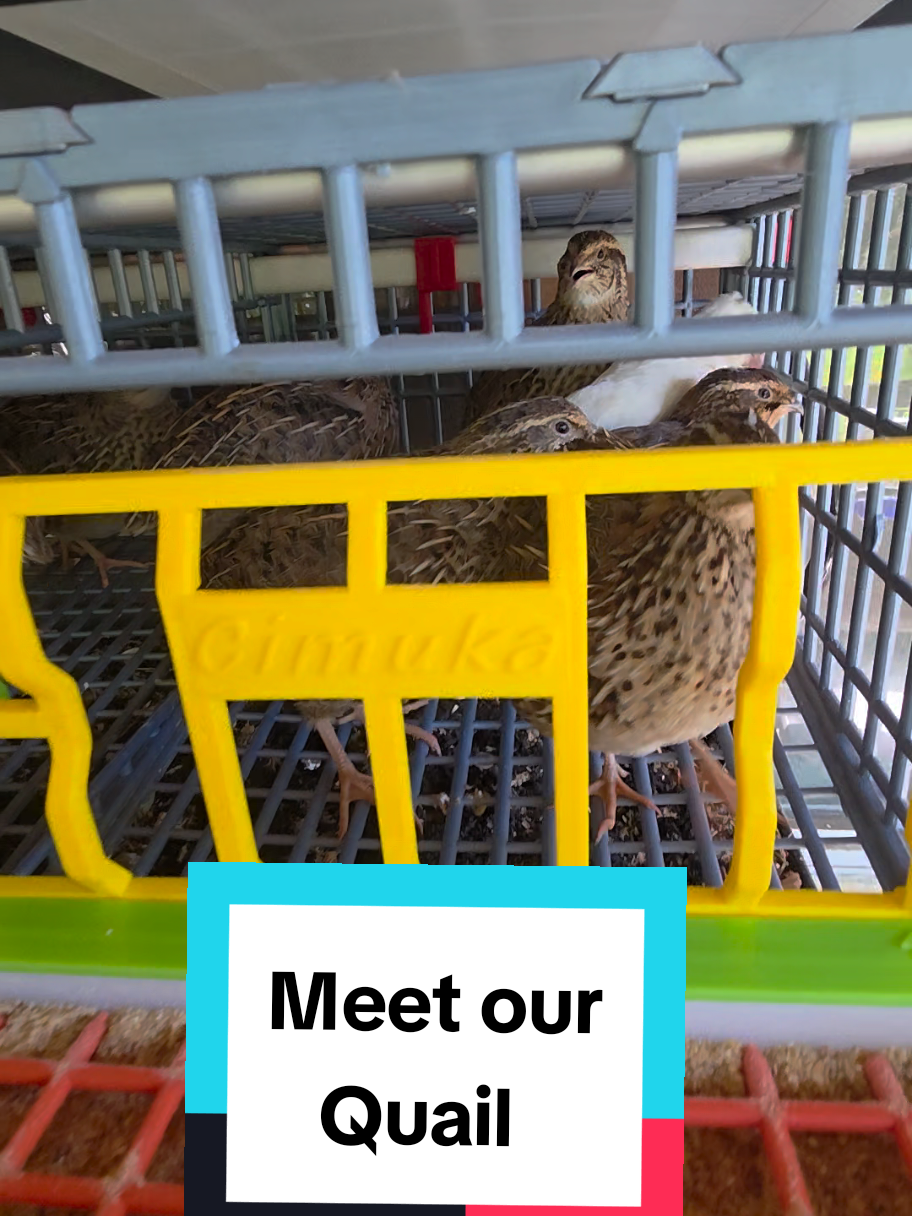 @DelaterrePermacultureFarm