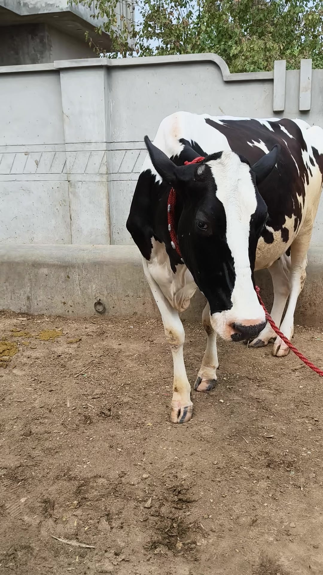@joyia dairy farm